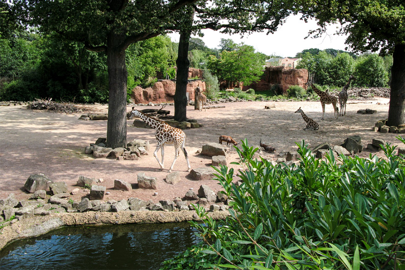 Giraffen-im-Erlebnis-Zoo-Hannover