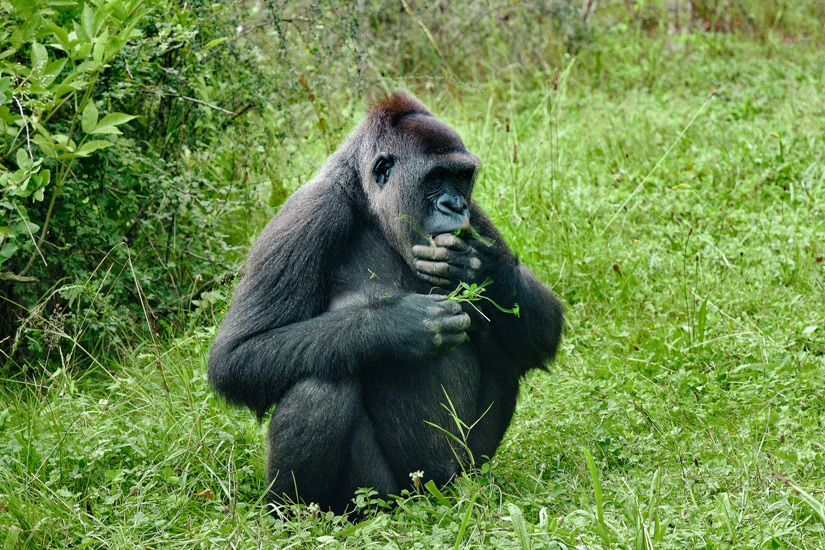 Gorilla-im-Zoologischen-Garten-Stuttgart