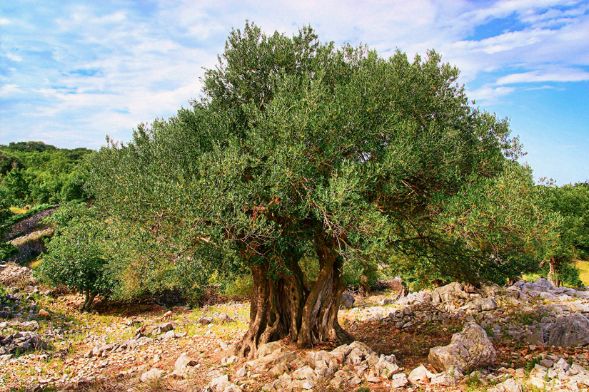 Alter-Baum-Olivengarten-von-Lun
