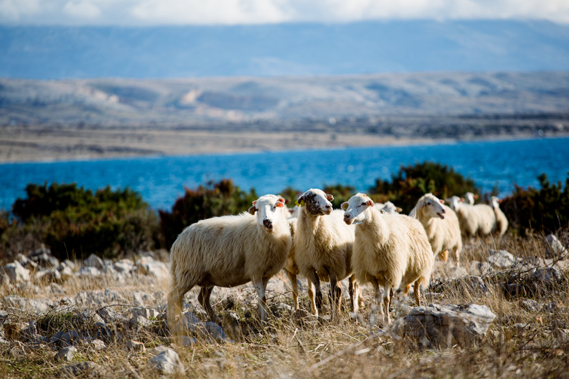 Schafe-auf-Pag