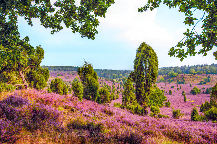 Die-Lueneburger-Heide-blueht