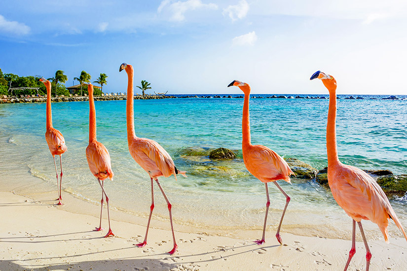 Flamingos-fuehlen-sich-auch-wohl-auf-Aruba