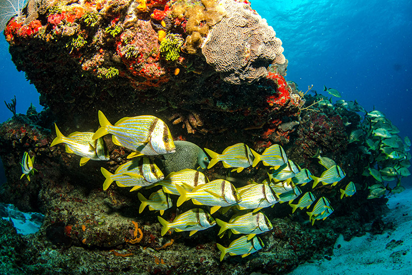 Fischschwarm-vor-Aruba