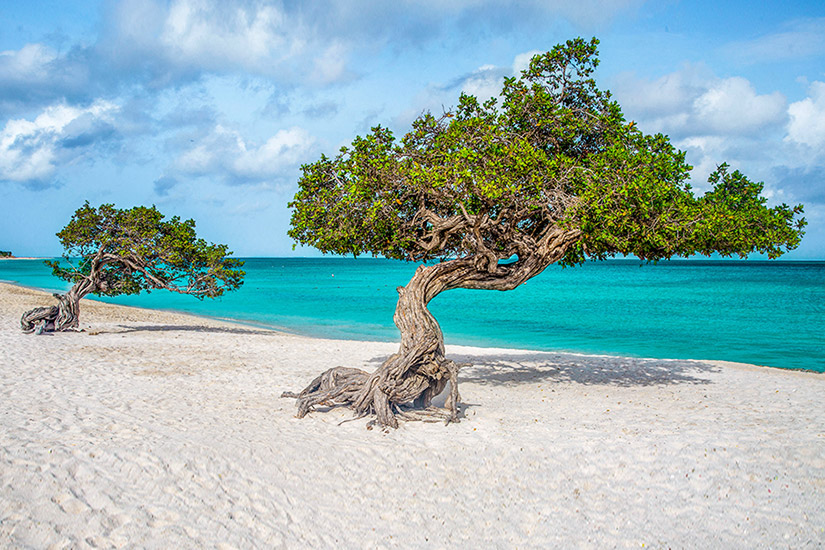 Divi-Divi-Baeume-am-Eagle-Beach