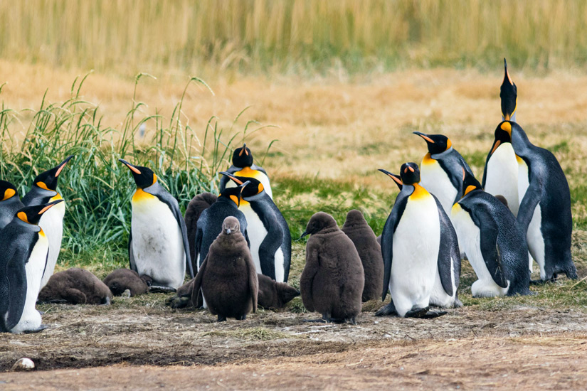Pinguine-im-Urlaub-beobachten