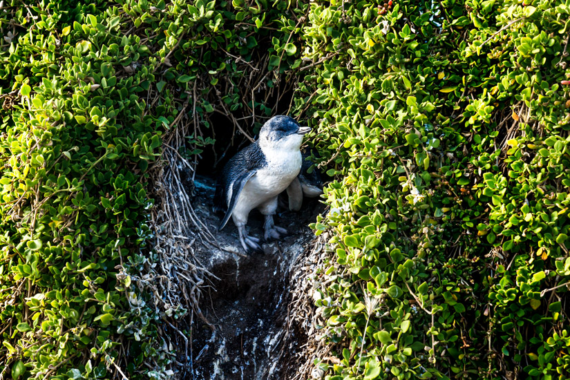 Phillip-Island-Kleiner-Pinguin-tankt-Sonne-vorm-Nest