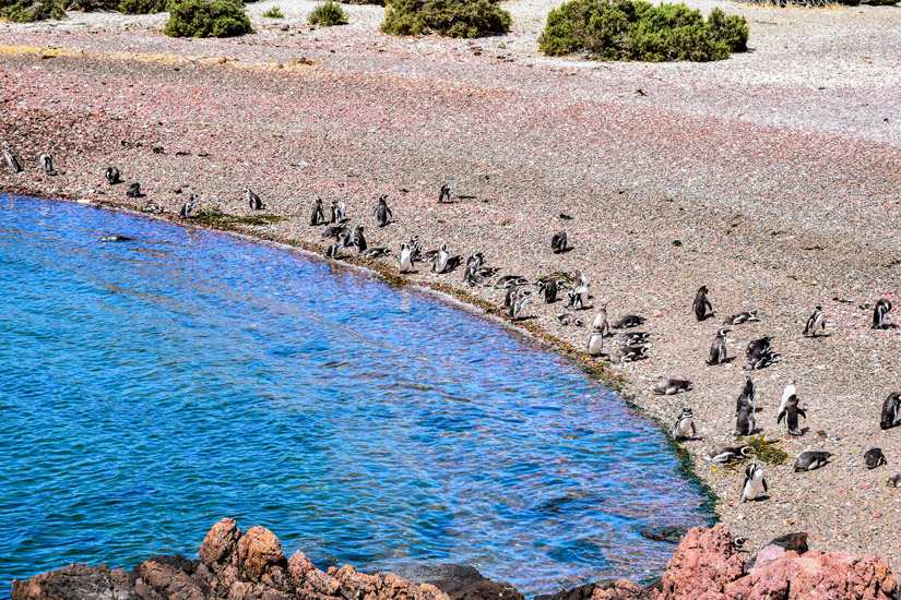 Punta-Tombo-Pinguine-an-einem-roten-Steinstrand