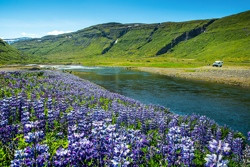 Blumen-in-den-Westfjorden