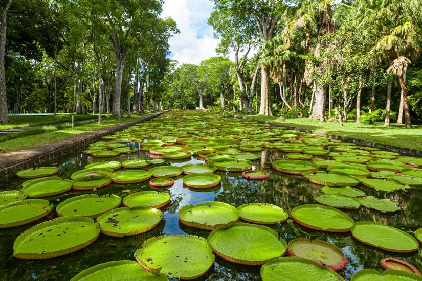 Pamplemousses-Botanical-Garden-Mauritius