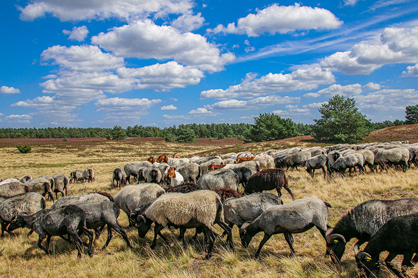 Wilpark-Lueneburger-Heide