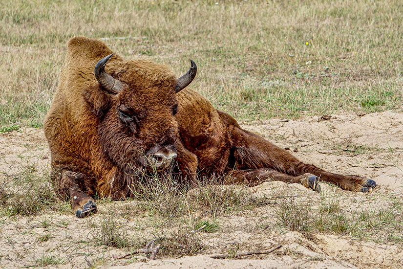 Wildpark-Schorfheide-Bison