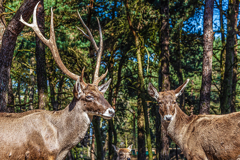 Wildpark-Daun-Hirsche