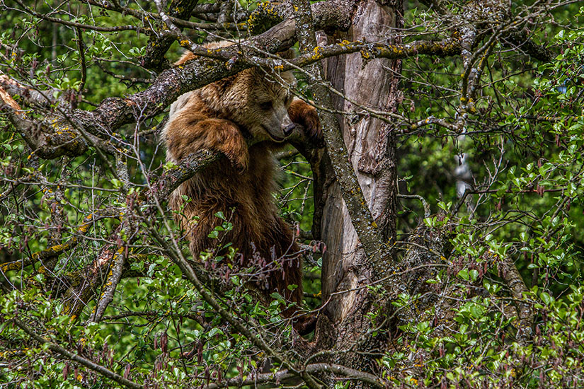 Wildpark-Poing-Braunbaer
