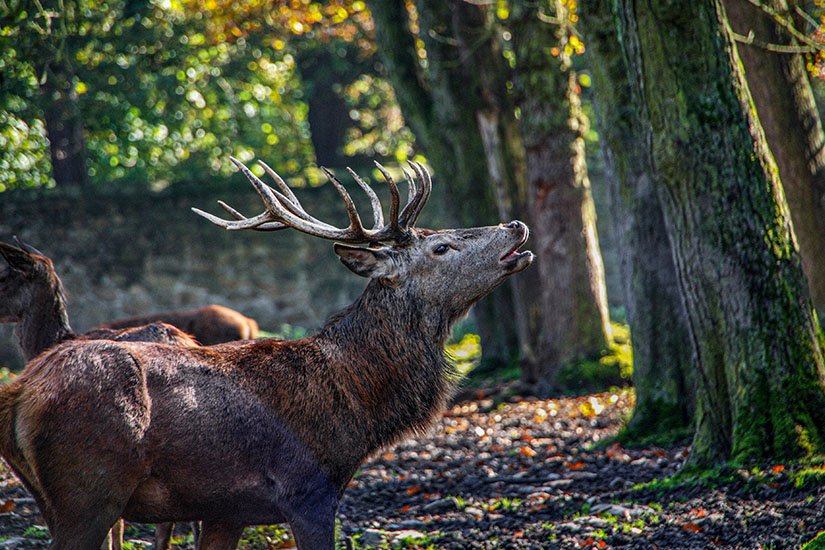 Wildpark-Wildgehege-Moritzburg-Hirsch