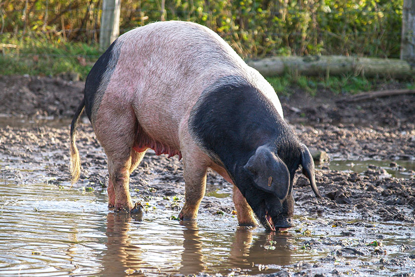 Arche-Warder-Schwaebisch-Haellisches-Schwein