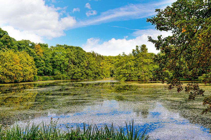 Wildpark-Kranichstein