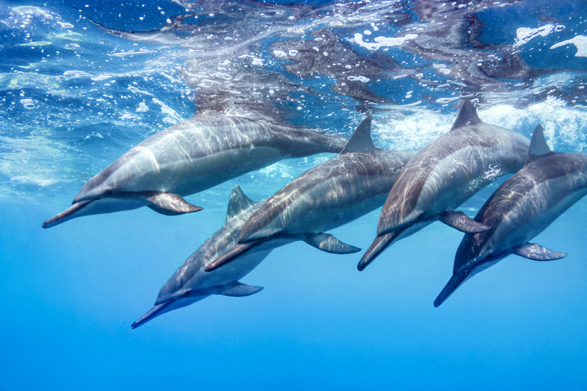 Schwimmen-mit-Delfinen-Herde-Big-Island-Hawaii