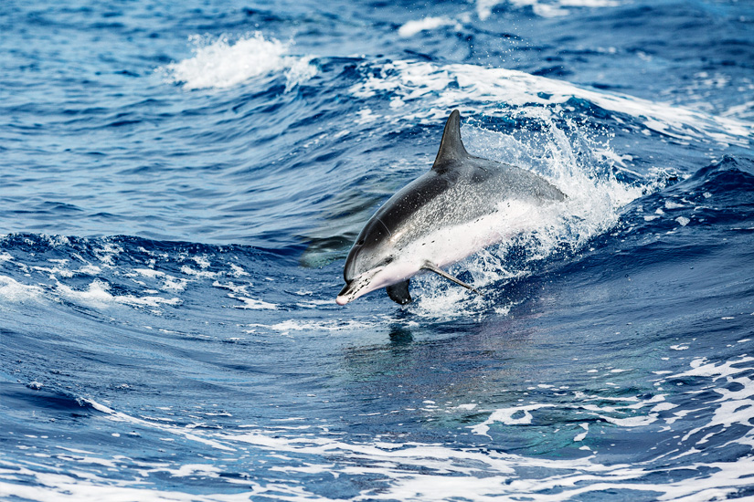 Schwimmen-mit-Delfinen-Sao-Miguel-Azoren