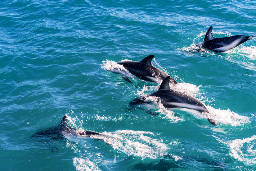 Schwimmen-mit-Delfinen-Kaikoura-Neuseeland