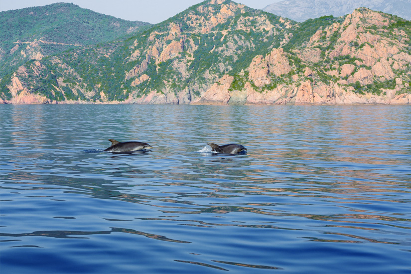 Schwimmen-mit-Delfinen-Korsika-Golf-von-Porto
