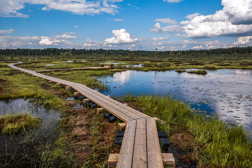 Estland Nationalpark Moor