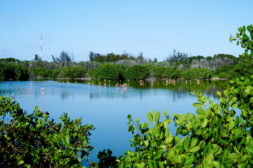 Flamingos in einer Lagune auf Cayo Coco