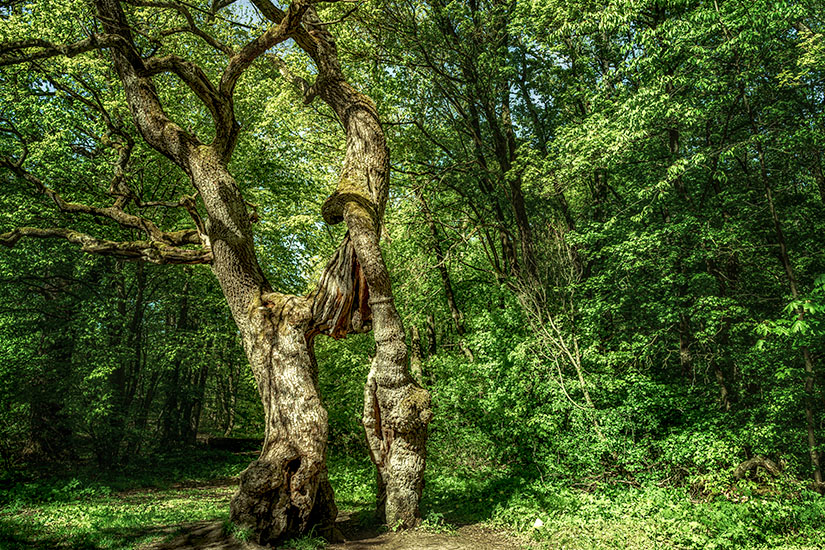Nationalpark Hainich