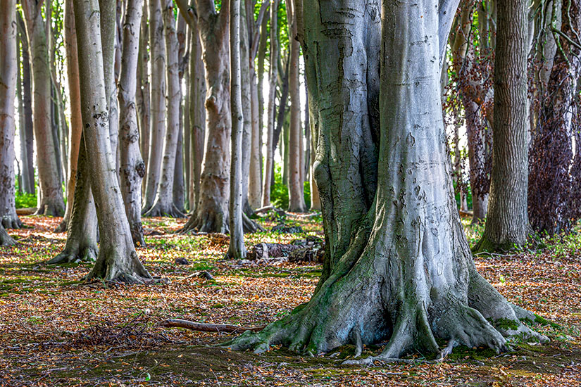 Gespensterwald Nienhagen