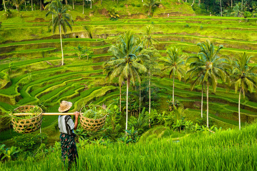 Bali Reisterrassen