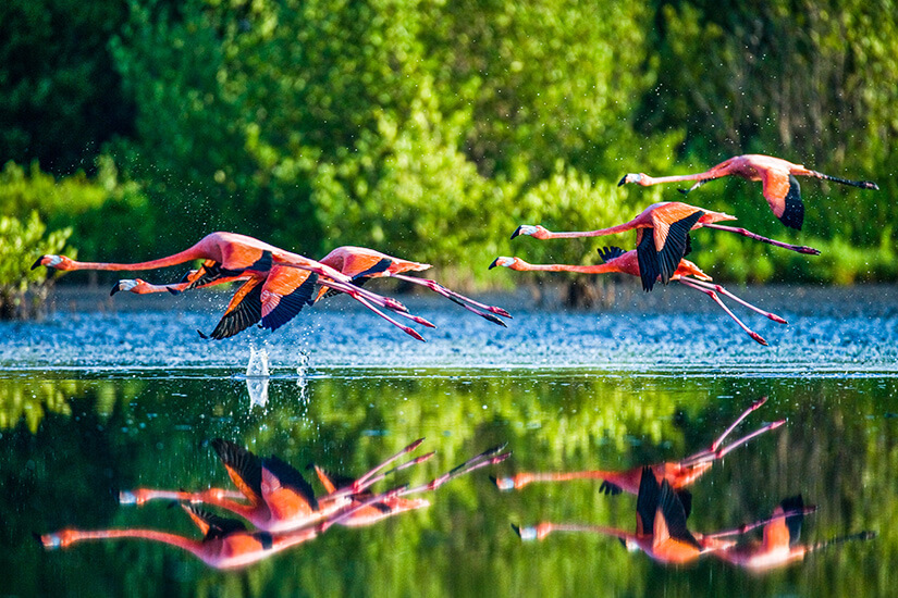 Cayo Santa Maria Flamingos
