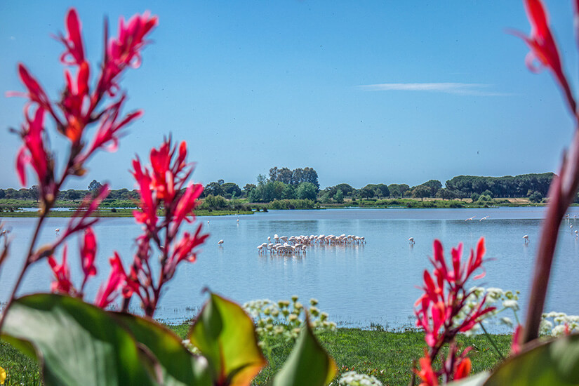 Coto de Donana Flamingos