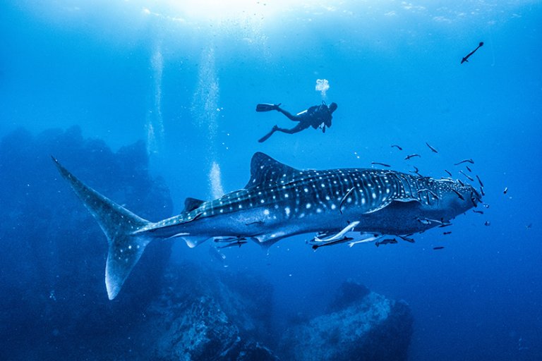 Haie in der Nordsee Welche Haie gibt es & wie verhalten?