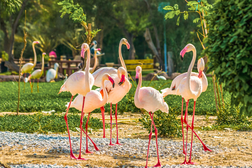 Flamingos im Al Areen Wildlife Park and Reservat
