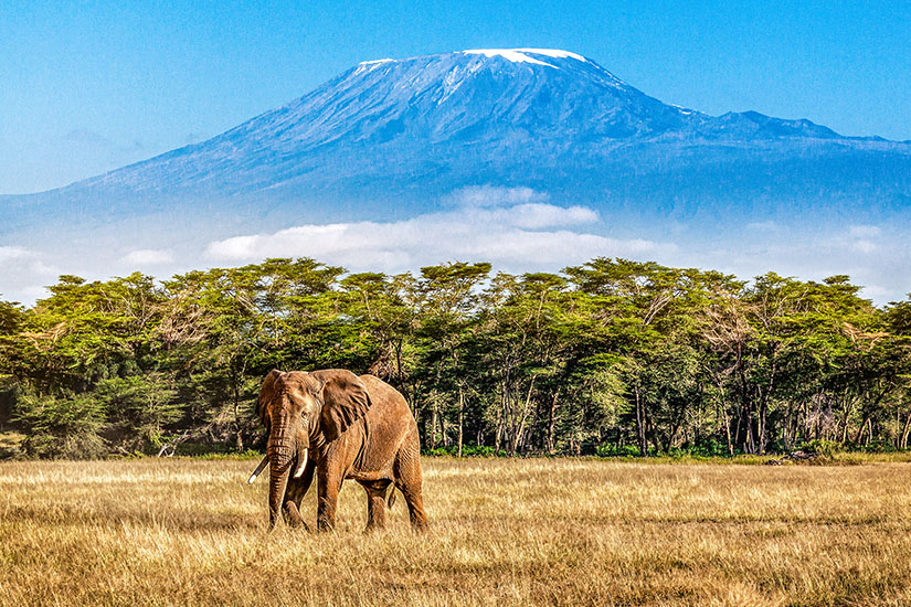 Tansania Elefant Kilimandscharo