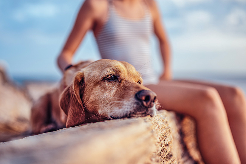 Langeweile Urlaub Hund Strand