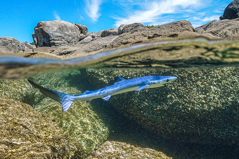 Haie Mittelmeer Blauhai Jungtier