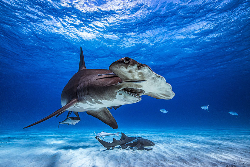 Haie Mittelmeer Hammerhai