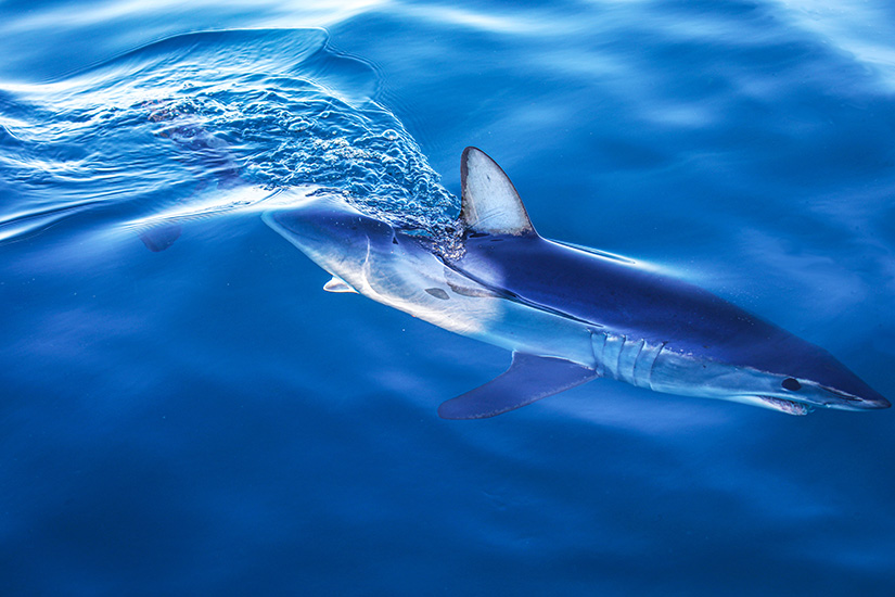 Haie Mittelmeer Makohai