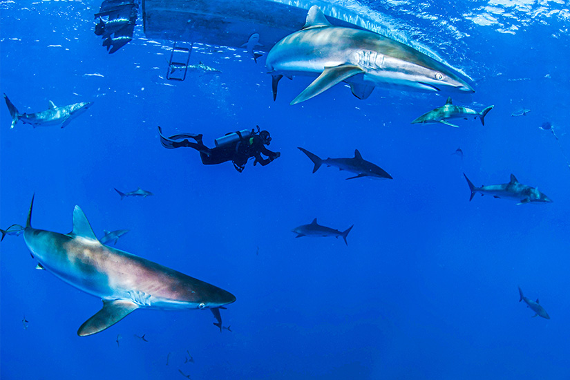 Haie Mittelmeer Seidenhai