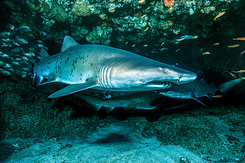 Haie Mittelmeer Sandtigerhai