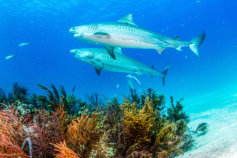 Haie Mittelmeer Tigerhai Schwarm