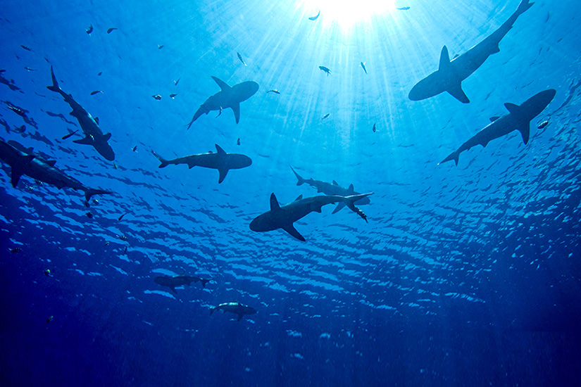 Haie Mittelmeer Lebensraum