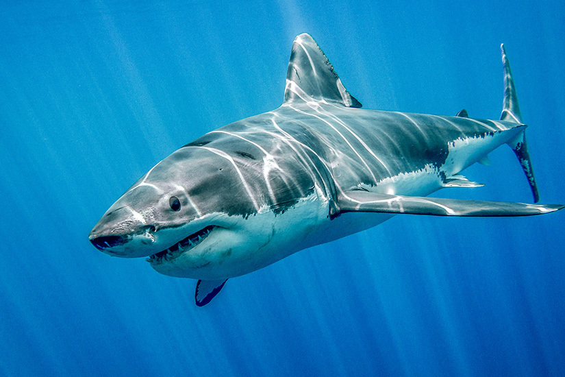 Haie Mittelmeer Weisser Hai