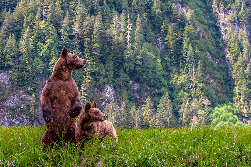 Grizzlybaeren im Great Bear Rainforest