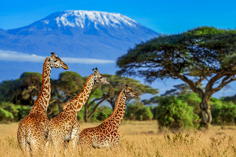 Giraffen vor dem Kilimandscharo