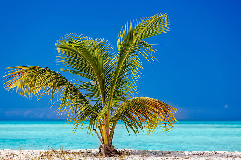 Antigua und Barbuda Palme