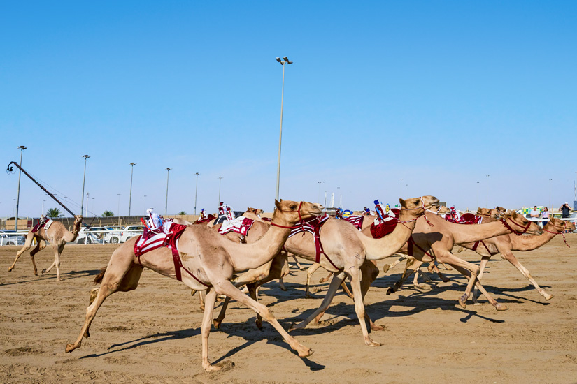 Katar Kamelrennen