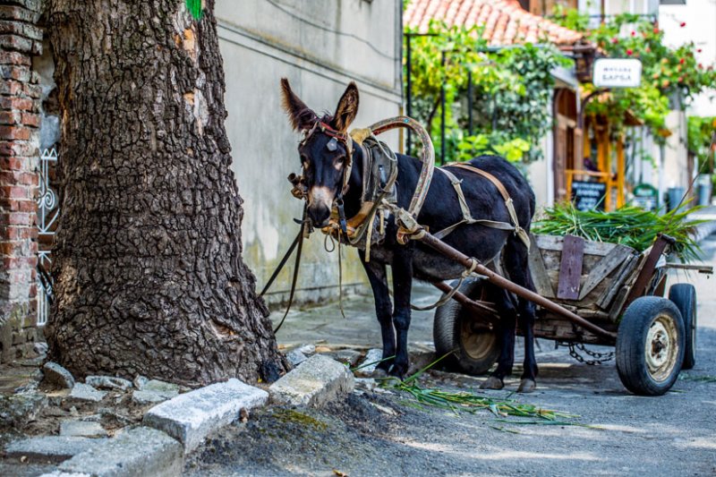 Obzor: Strand & Sehenswürdigkeiten vom Ort in Bulgarien