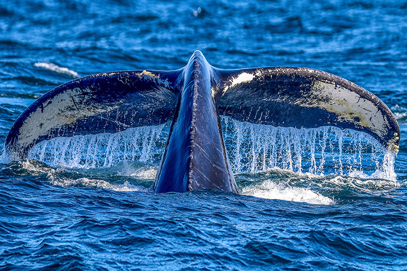 Nova Scotia Whale Watching
