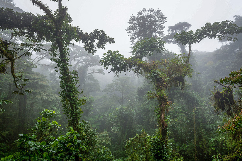 Dschungel Cotsa Rica